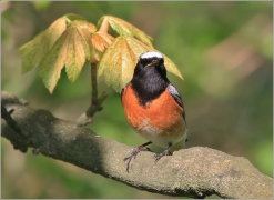 <p>REHEK ZAHRADNÍ (Phoenicurus phoenicurus) /Common redstart - Gartenrotschwanz/</p>